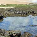 Picinas naturais
